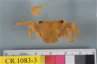 藏品(方形大額蟹)的圖片